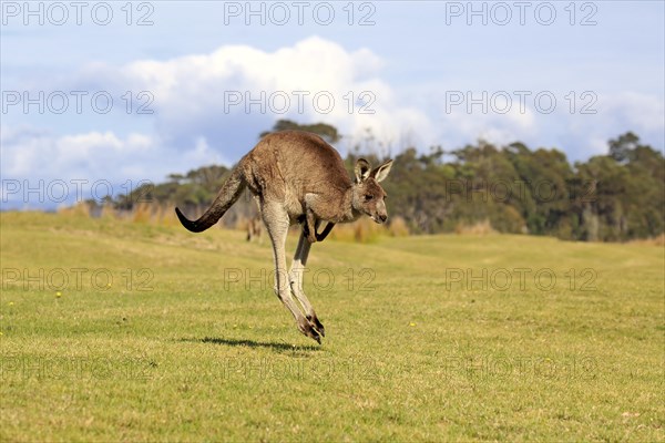 Eastern grey kangaroo (Macropus giganteus)