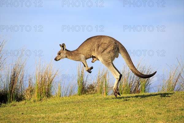 Eastern grey kangaroo (Macropus giganteus)