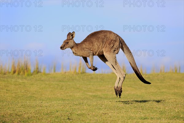 Eastern grey kangaroo (Macropus giganteus)