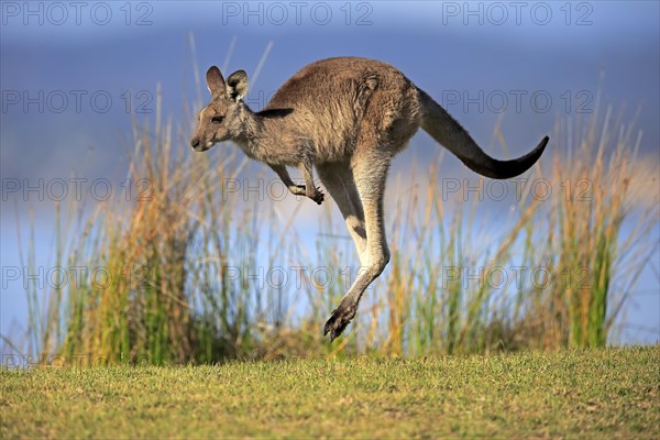 Eastern grey kangaroo (Macropus giganteus)