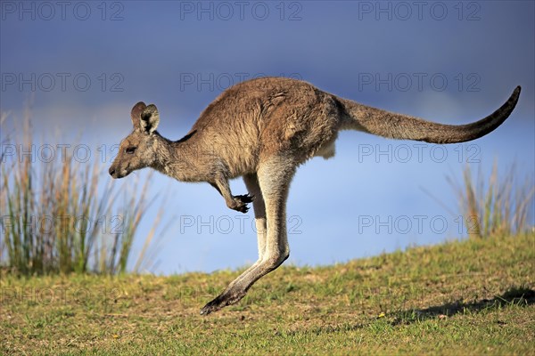 Eastern grey kangaroo (Macropus giganteus)