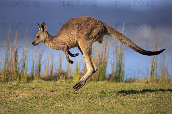 Eastern grey kangaroo (Macropus giganteus)