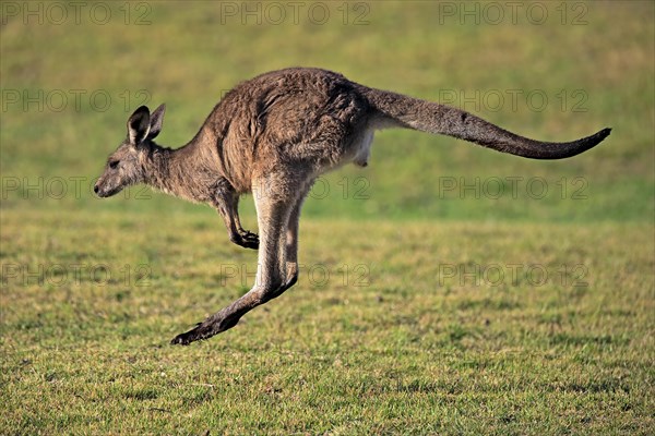 Eastern grey kangaroo (Macropus giganteus)