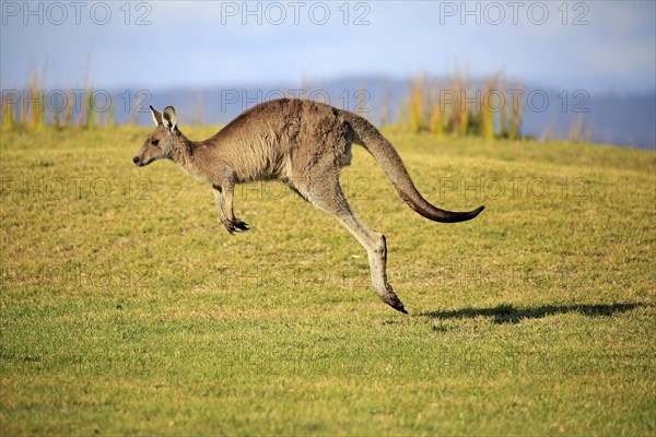 Eastern grey kangaroo (Macropus giganteus)