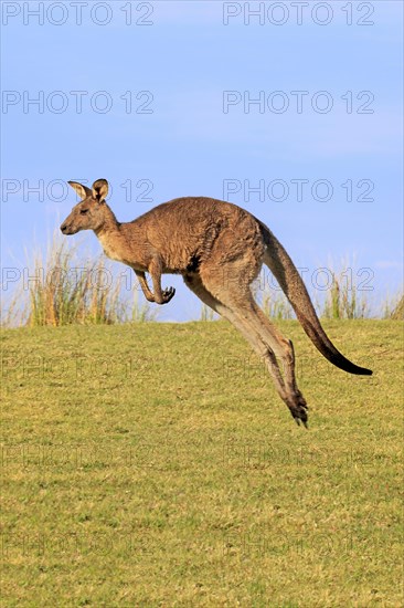 Eastern grey kangaroo (Macropus giganteus)