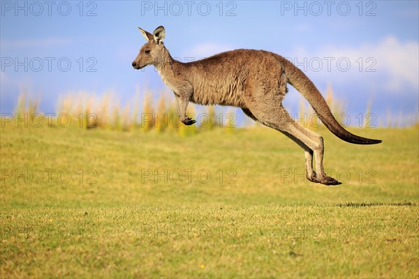 Eastern grey kangaroo (Macropus giganteus)