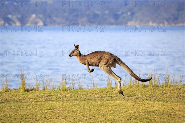Eastern grey kangaroo (Macropus giganteus)