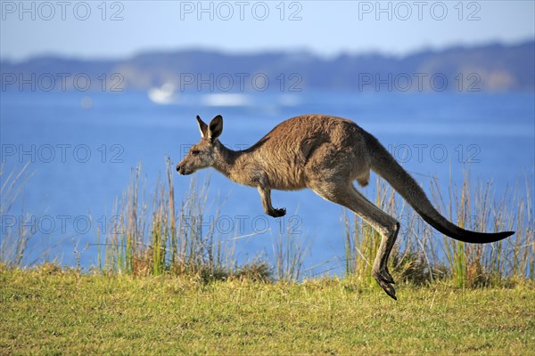 Eastern grey kangaroo (Macropus giganteus)