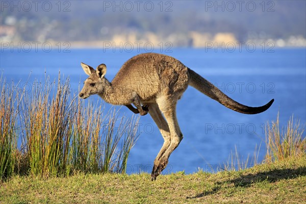 Eastern grey kangaroo (Macropus giganteus)