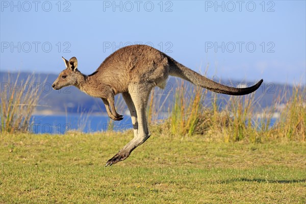 Eastern grey kangaroo (Macropus giganteus)