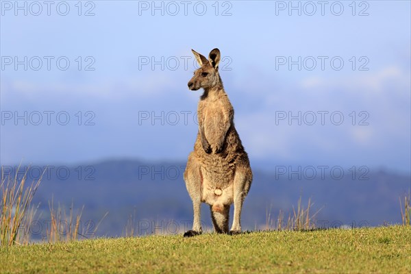 Eastern grey kangaroo (Macropus giganteus)