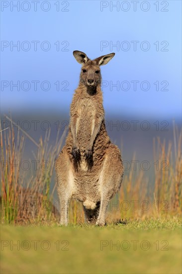 Eastern grey kangaroo (Macropus giganteus)