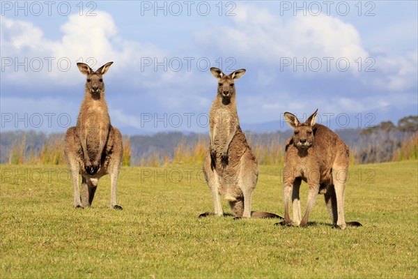 Eastern grey kangaroos (Macropus giganteus)