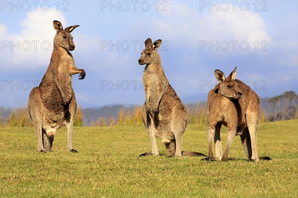 Eastern grey kangaroos (Macropus giganteus)