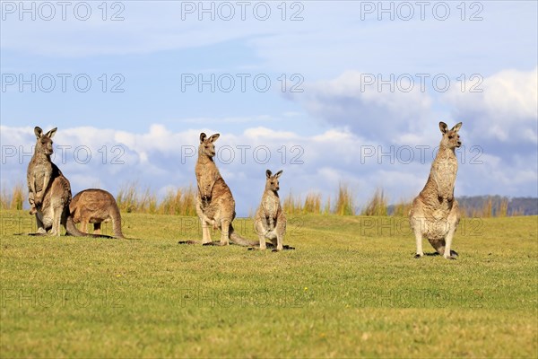 Eastern grey kangaroos (Macropus giganteus)
