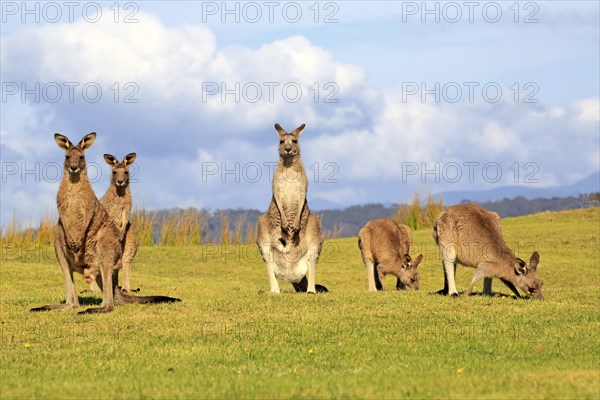 Eastern grey kangaroos (Macropus giganteus)