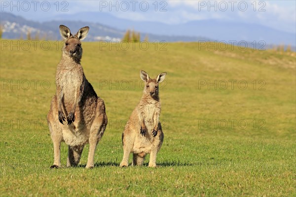 Eastern grey kangaroos (Macropus giganteus)