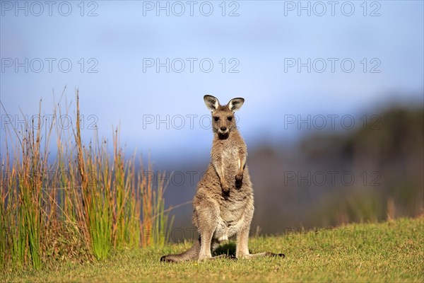 Eastern grey kangaroo (Macropus giganteus)
