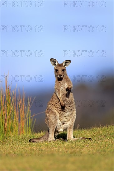 Eastern grey kangaroo (Macropus giganteus)