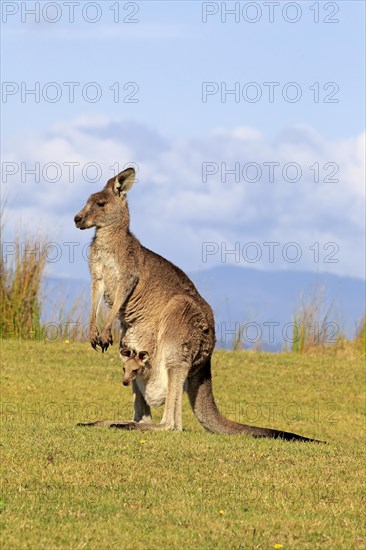 Eastern grey kangaroo (Macropus giganteus)