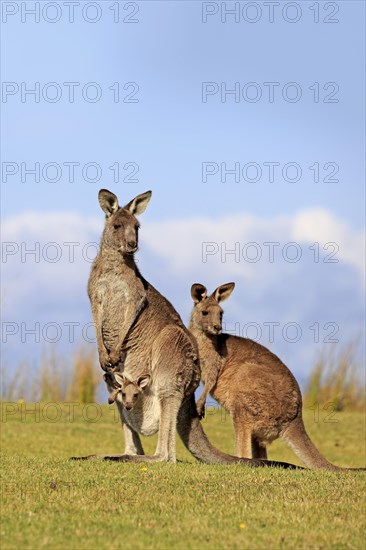 Eastern grey kangaroos (Macropus giganteus)