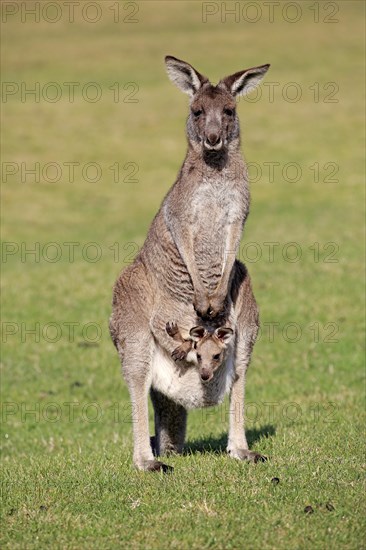 Eastern grey kangaroo (Macropus giganteus)