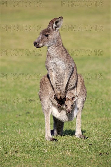 Eastern grey kangaroo (Macropus giganteus)