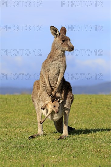 Eastern grey kangaroo (Macropus giganteus)
