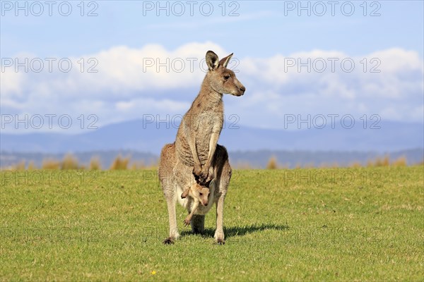 Eastern grey kangaroo (Macropus giganteus)