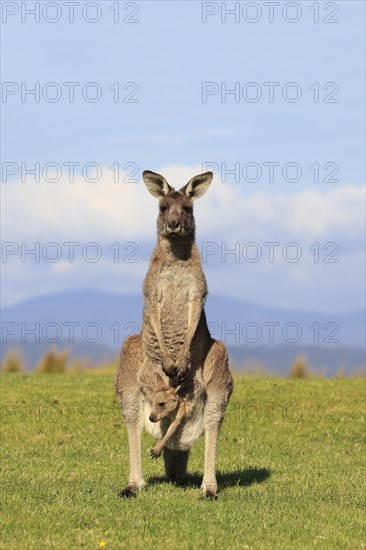 Eastern grey kangaroo (Macropus giganteus)