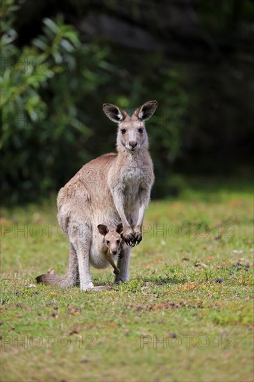 Eastern grey kangaroo (Macropus giganteus)