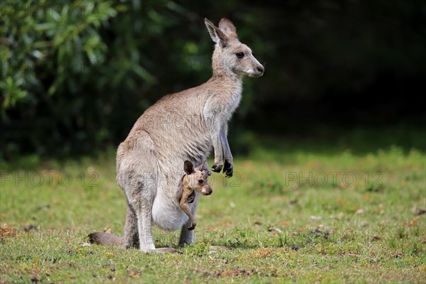 Eastern grey kangaroo (Macropus giganteus)