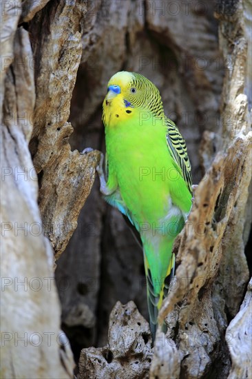 Budgie (Melopsittacus undulatus)