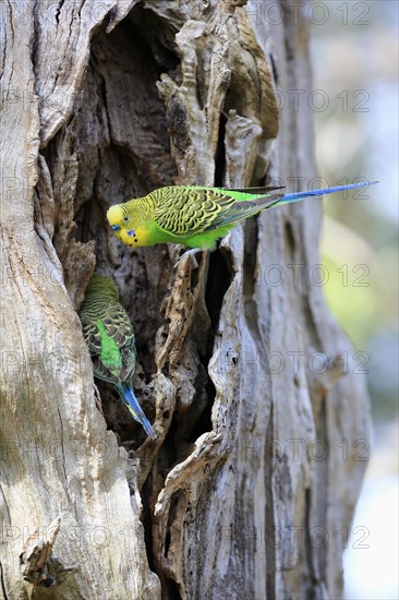 Budgies (Melopsittacus undulatus)