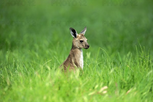 Western gray kangaroo (Macropus fuliginosus)