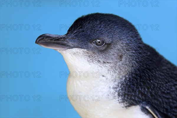 Little penguin (Eudyptula minor)