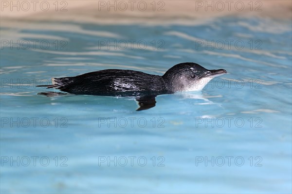 Little penguin (Eudyptula minor)