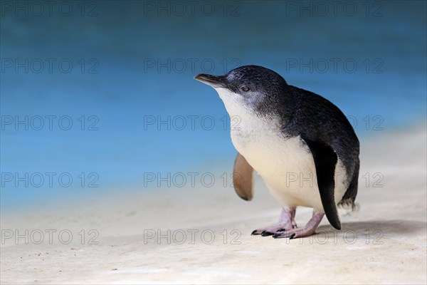 Little penguin (Eudyptula minor)