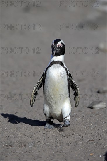 African penguin (Spheniscus demersus)