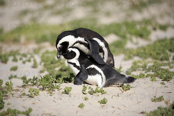 African penguins (Spheniscus demersus)