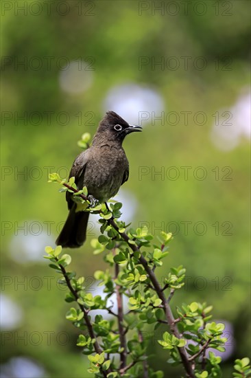Cape Bulbul (Pycnonotus capensis)