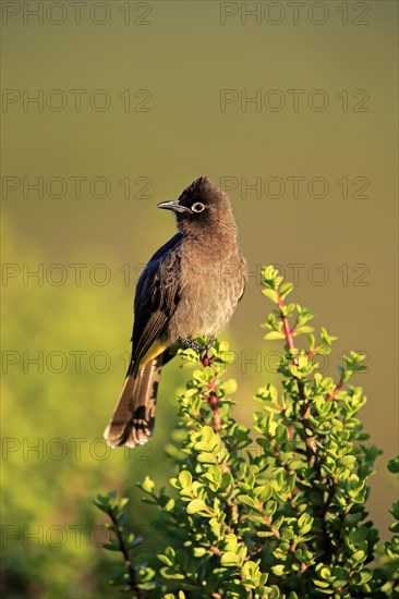 Cape Bulbul (Pycnonotus capensis)