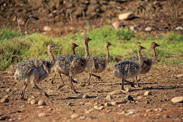 South African ostriches (Struthio camelus australis)