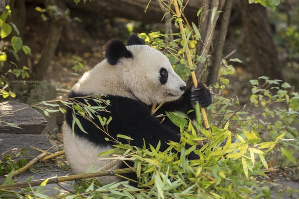 Giant panda (Ailuropoda melanoleuca)