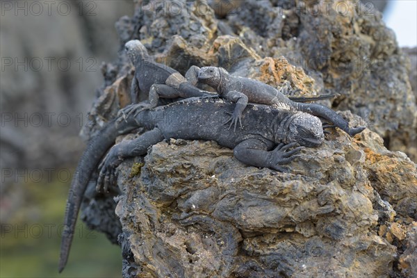 Galapagos marine iguanas (Amblyrhynchus cristatus) lying on top of each other on lava rock