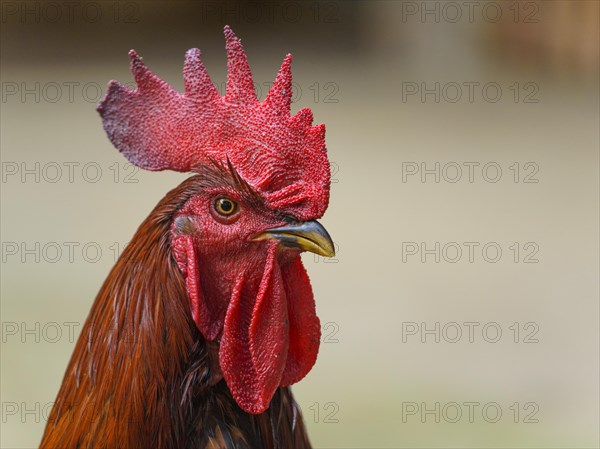 Cock (Gallus gallus domesticus) standing with Crest