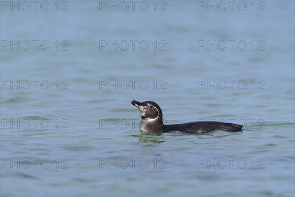 Galapagos penguin (Spheniscus mendiculus) swimming in the sea
