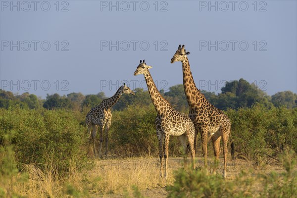 Rhodesian giraffes (Giraffa camelopardalis thornicrofti) in bush land