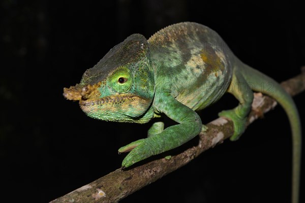 Male Parson's chameleon (Calumma parsonii cristifer) in rainforest