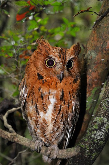 Eared owl (Asio sp.) in dry forest